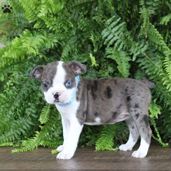 Pearl, Boston Terrier Puppy