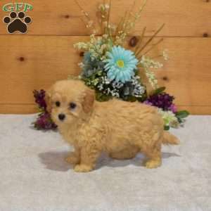 Pearl, Maltipoo Puppy