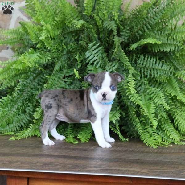 Pearl, Boston Terrier Puppy