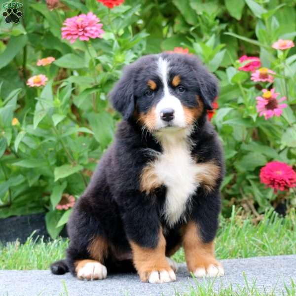 Pearl, Bernese Mountain Dog Puppy