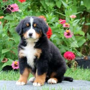 Pearl, Bernese Mountain Dog Puppy