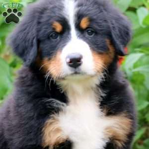 Pearl, Bernese Mountain Dog Puppy
