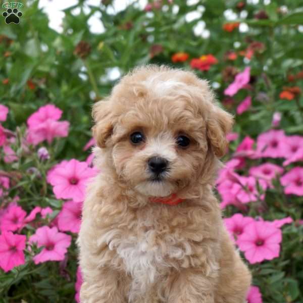 Pearl, Maltipoo Puppy
