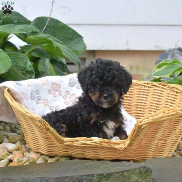Pebbles, Mini Bernedoodle Puppy
