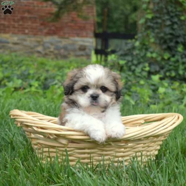 Pebbles, Shih Tzu Puppy