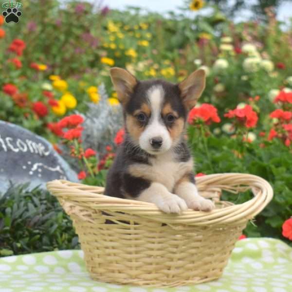 Pebbles, Pembroke Welsh Corgi Puppy