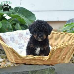 Pebbles, Mini Bernedoodle Puppy