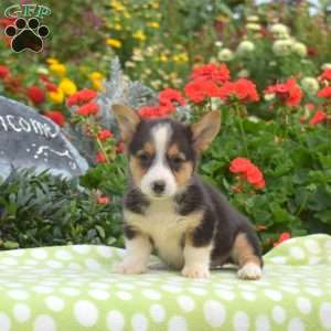 Pebbles, Pembroke Welsh Corgi Puppy