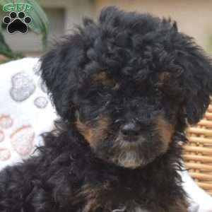 Pebbles, Mini Bernedoodle Puppy