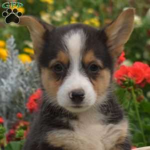 Pebbles, Pembroke Welsh Corgi Puppy