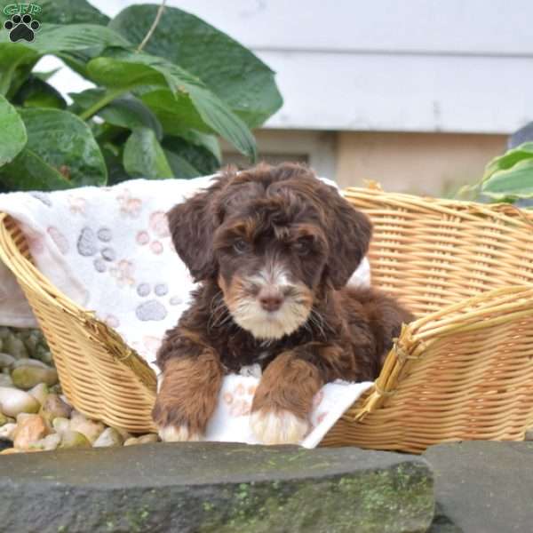 Pecan, Mini Bernedoodle Puppy
