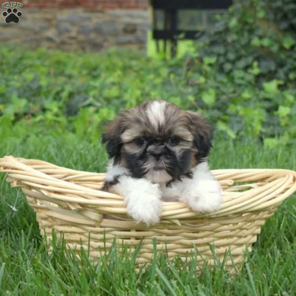 Pecan, Shih Tzu Puppy