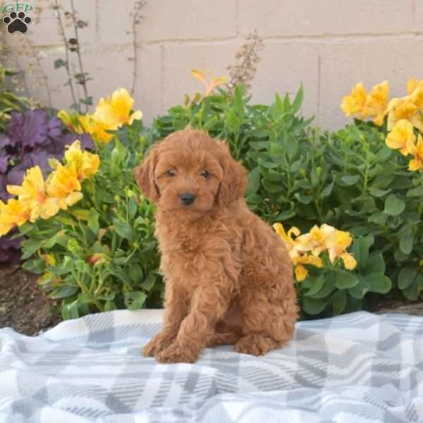 Pecan, Cavapoo Puppy