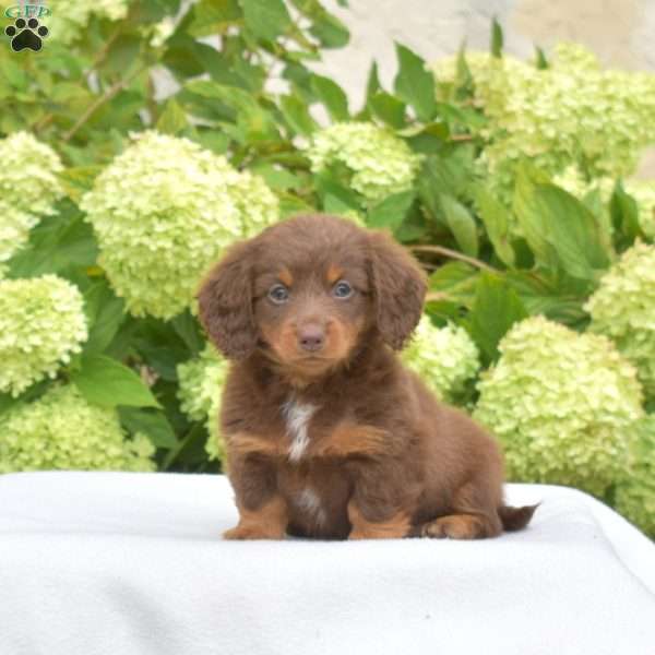 Pecan – Mini, Dachshund Puppy