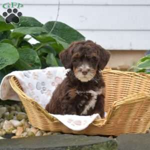 Pecan, Mini Bernedoodle Puppy