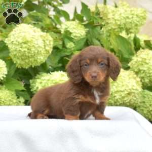 Pecan – Mini, Dachshund Puppy
