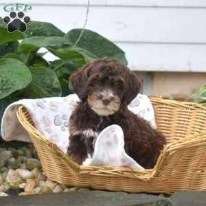 Pecan, Mini Bernedoodle Puppy