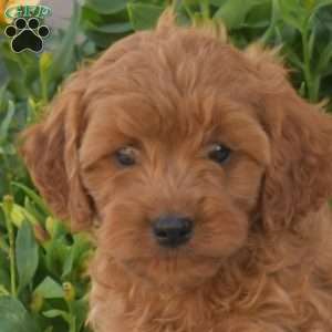 Pecan, Cavapoo Puppy
