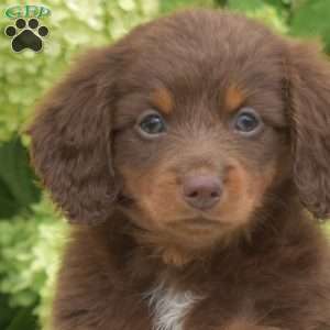 Pecan – Mini, Dachshund Puppy
