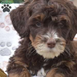 Pecan, Mini Bernedoodle Puppy