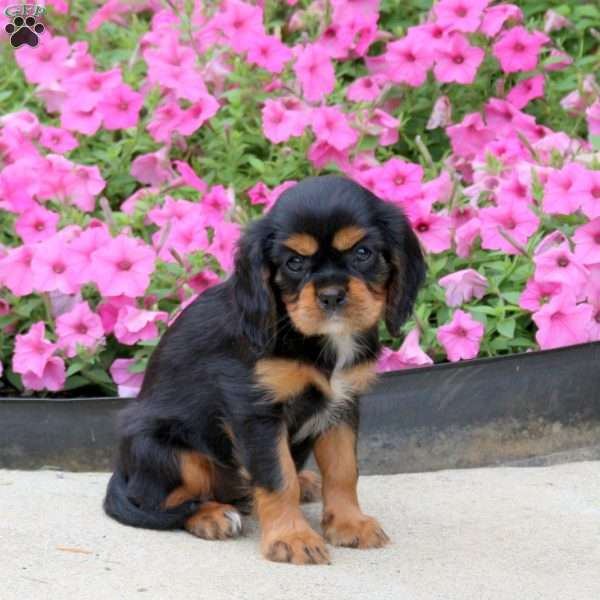 Peggy, Cavalier King Charles Spaniel Puppy