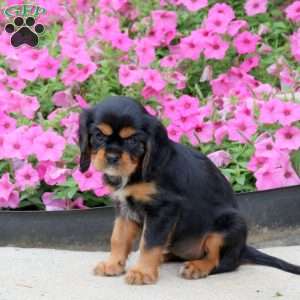 Peggy, Cavalier King Charles Spaniel Puppy