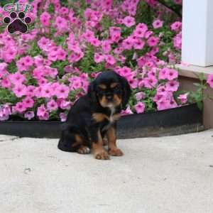 Peggy, Cavalier King Charles Spaniel Puppy