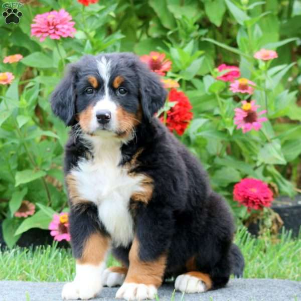 Peggy, Bernese Mountain Dog Puppy