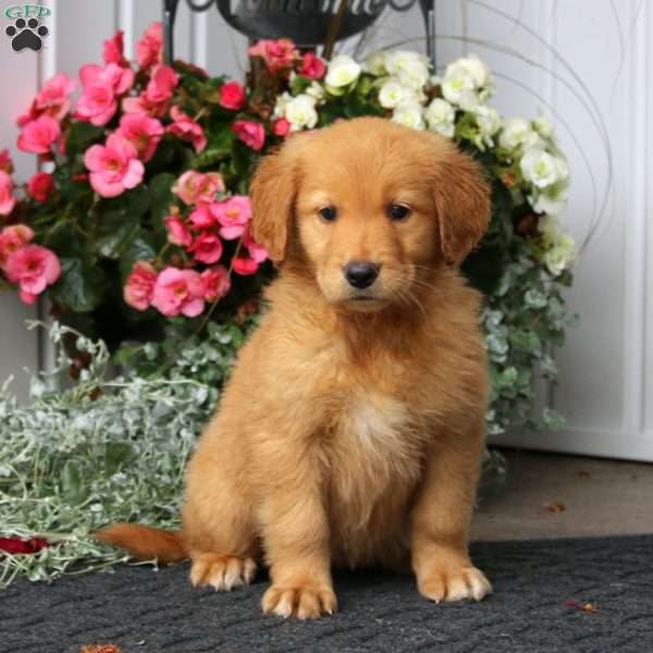 Peggy, Golden Retriever Puppy