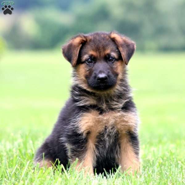 Peggy, German Shepherd Puppy