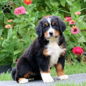 Peggy, Bernese Mountain Dog Puppy