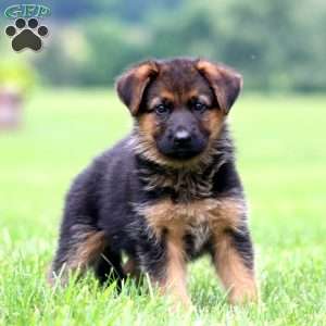 Peggy, German Shepherd Puppy