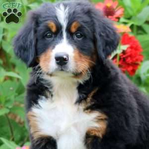 Peggy, Bernese Mountain Dog Puppy