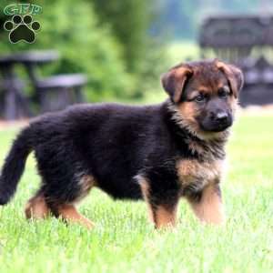 Peggy, German Shepherd Puppy