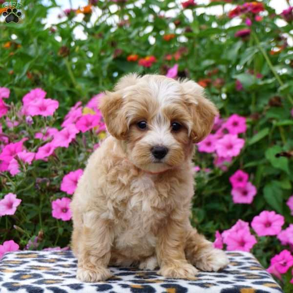Penelope, Maltipoo Puppy