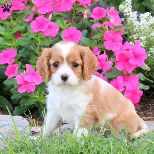 Penny, Cavalier King Charles Spaniel Puppy