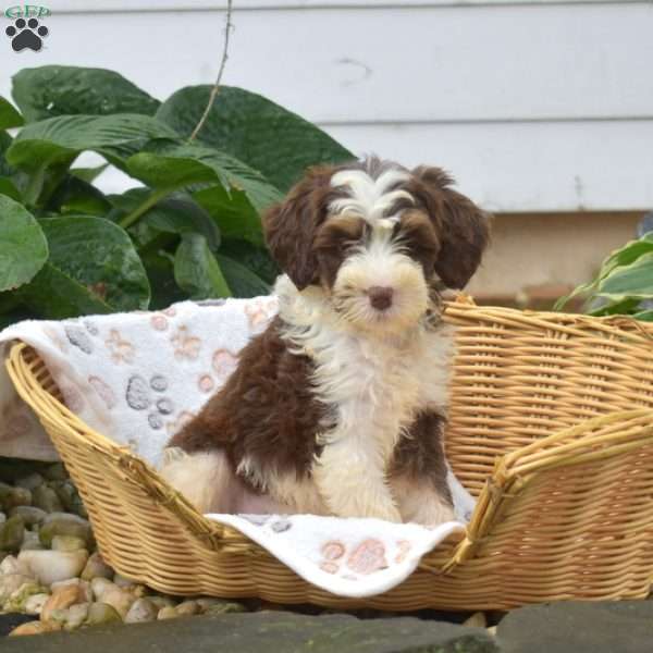 Penny, Mini Bernedoodle Puppy