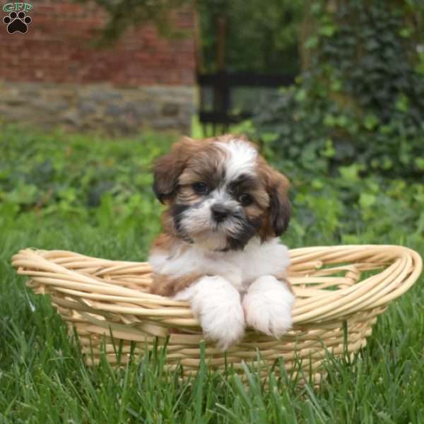 Penny, Shih Tzu Puppy