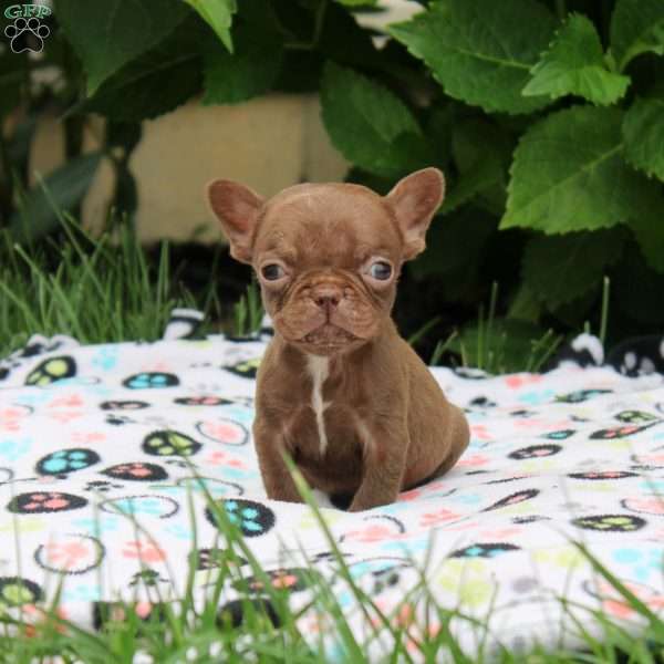 Penny, French Bulldog Puppy
