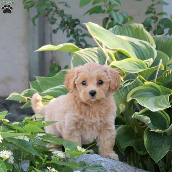 Penny, Maltipoo Puppy