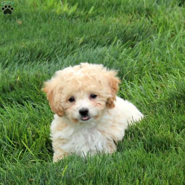 Penny, Bich-Poo Puppy