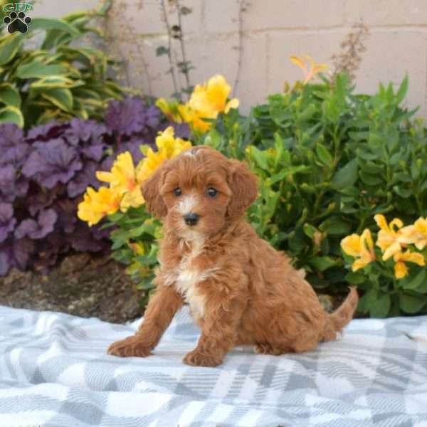 Penny, Cavapoo Puppy