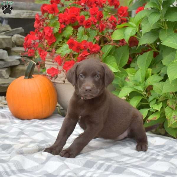 Penny, Chocolate Labrador Retriever Puppy