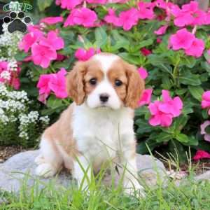 Penny, Cavalier King Charles Spaniel Puppy