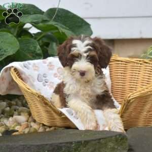 Penny, Mini Bernedoodle Puppy