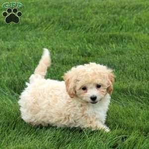 Penny, Bich-Poo Puppy