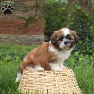 Penny, Shih Tzu Puppy