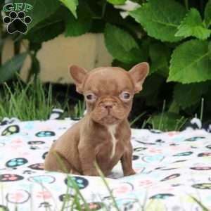 Penny, French Bulldog Puppy