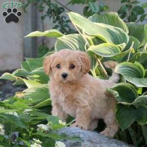 Penny, Maltipoo Puppy