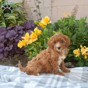 Penny, Cavapoo Puppy